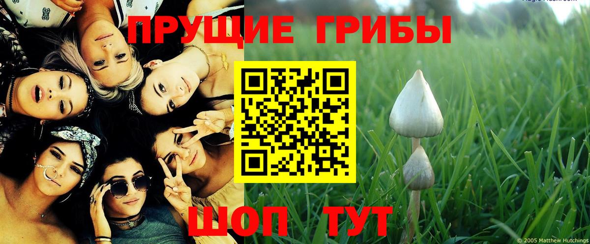Галлюциногенные грибы GOLDEN TEACHER  купить  сайты  Медногорск  Вход с VPN  Галлюциногенные грибы MAGIC MUSHROOMS 
